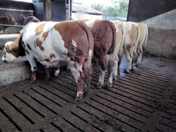 In calf heifers - Main image