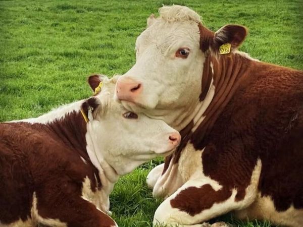 Carrick-on-Shannon Autumn Mixed Breed Show & Sale - Main image