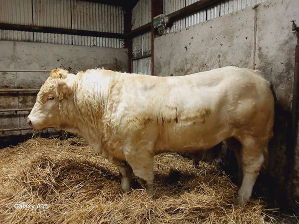 Bull - Main image