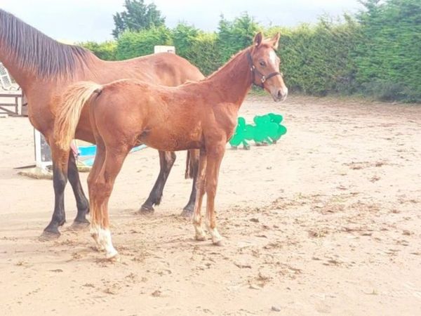 Top Quality Colt Foal - Main image