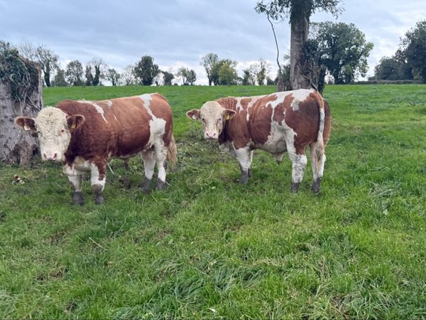 Pbr Simmental bulls - Main image