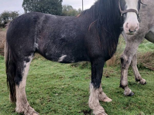 4 year old cob mare - Main image