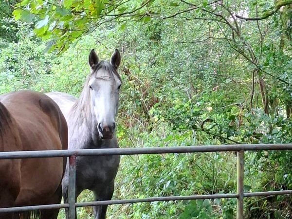 Irish draught filly - Main image