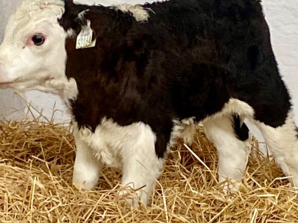 WINTER BORN CALVES  TOP QUALITY CALVES MALE FEMALE - Main image