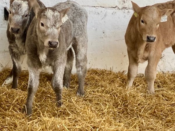 TOP QUALITY CALVES BOTH BULLS AND HEIFERS - Main image