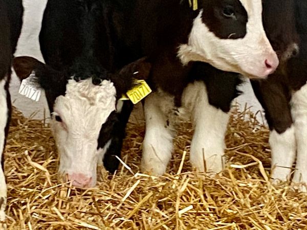 WINTER BORN CALVES  TOP QUALITY CALVES MALE FEMALE - Main image