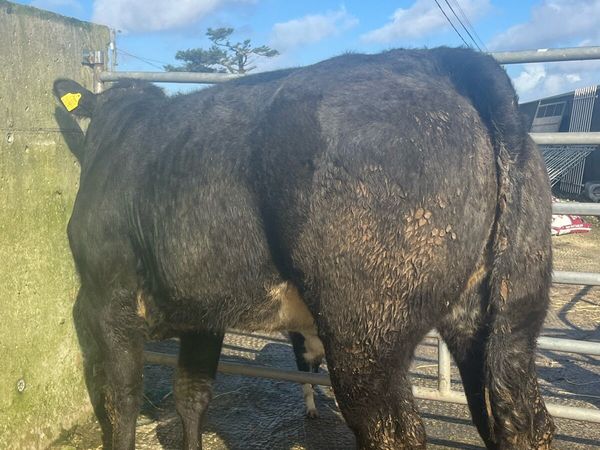⭐️ 5 super quality bulling heifers ⭐️ - Main image
