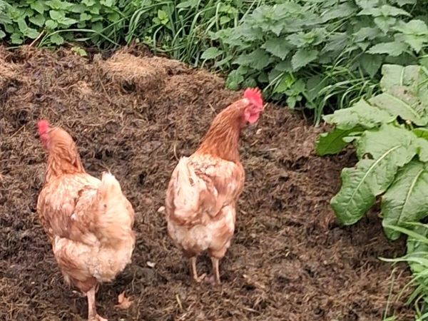 Hens - Main image