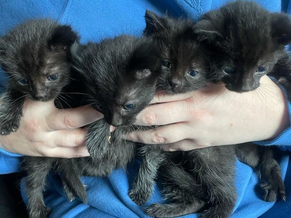 Kittens - Main image