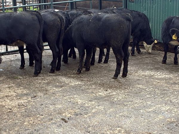 10 super Angus heifer weanlings - Main image