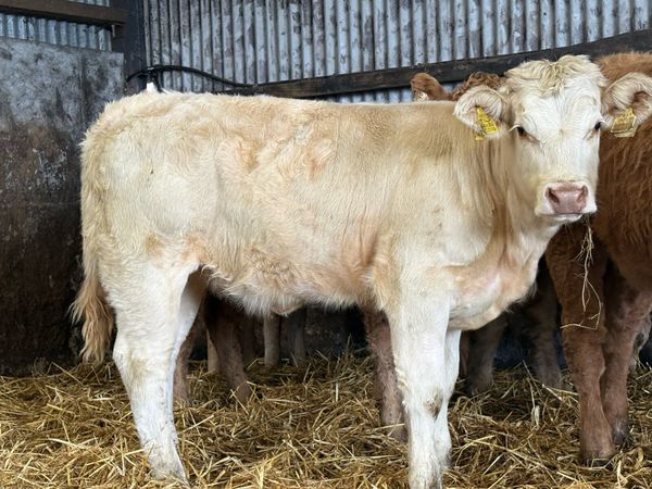 10 smashing  charlois and lim heifer weanlings - Main image
