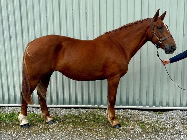 Infoal RID Broodmare - Main image