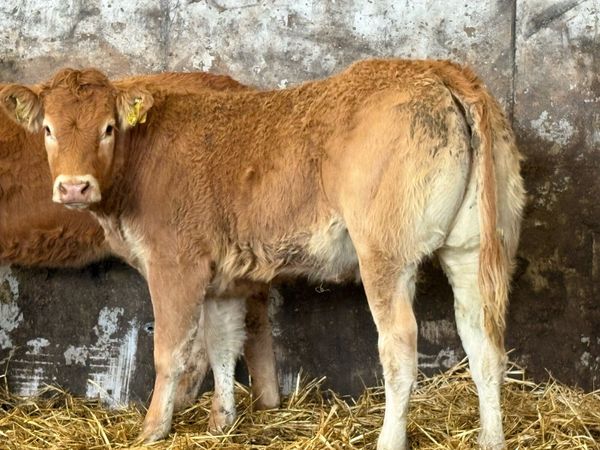 5 smashing limousine heifers - Main image