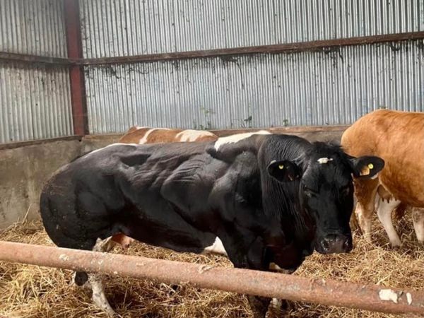 Show stopper Pedigree Blue Embryo - Main image