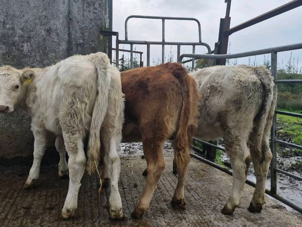 3 Heifers - Main image