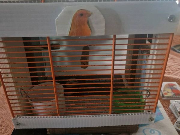 Transport box and budgies - Main image