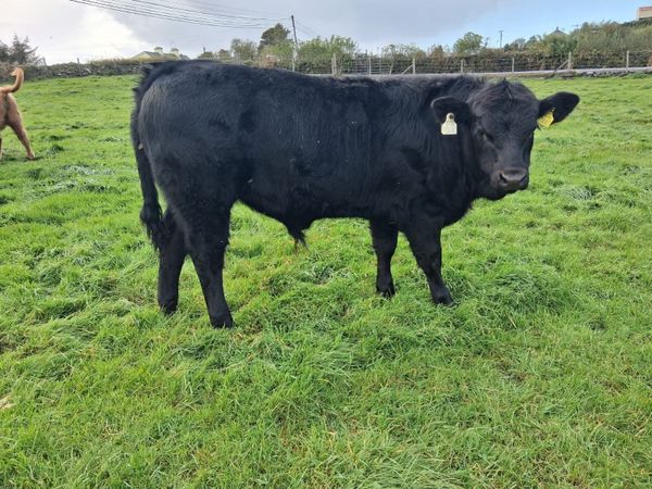 2 super bull weanlings - Main image