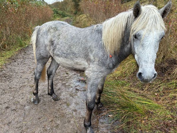 Registered Connemara Colt – 2025, Grey, HWSD Clear - Main image