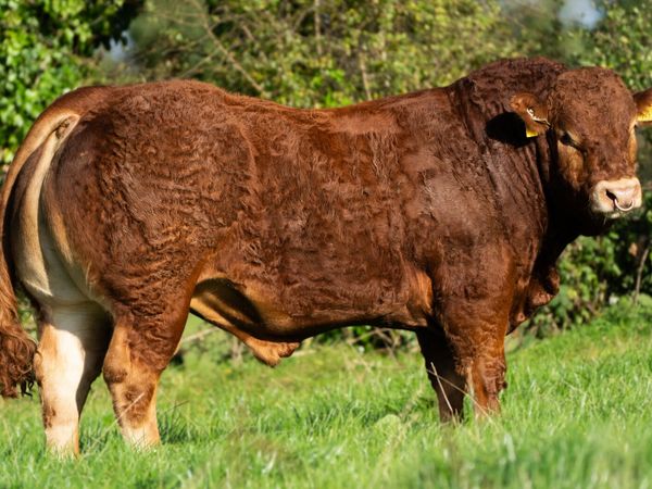 Bulls for sale in Galway for €5,200 on DoneDeal