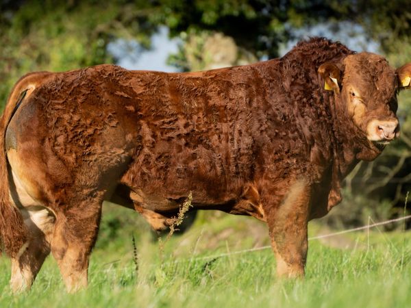 Bulls - Main image