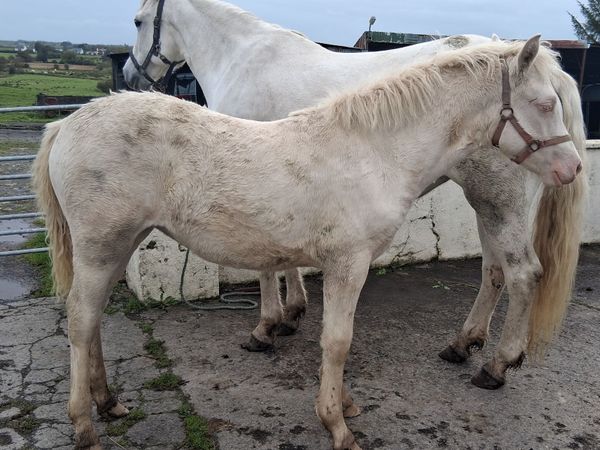 Connemara Pony Foal - Main image