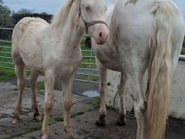 Connemara Pony Foal - Main image