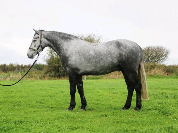 4yo 14.2 Connemara Gelding on Thurs 22nd Clifden - Main image