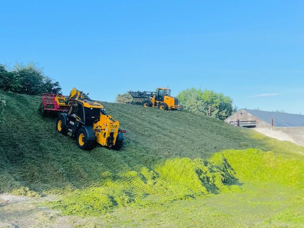 Pit silage for sale - Main image