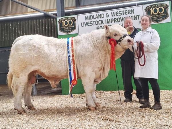 Carrick-on-Shannon Autumn Mixed Breed Show & Sale - Main image