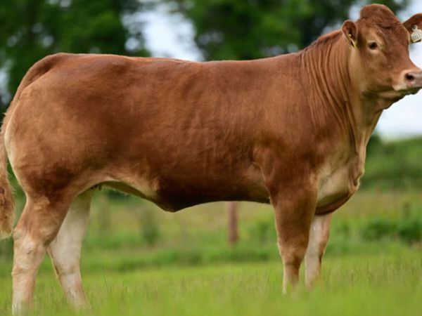 Carrick-on-Shannon Autumn Mixed Breed Show & Sale - Main image