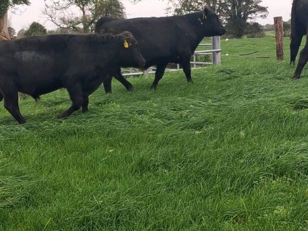 Aax bull wealings - Main image