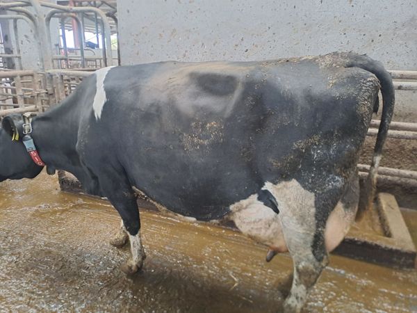 Organic Cow suitable to rear calves - Main image