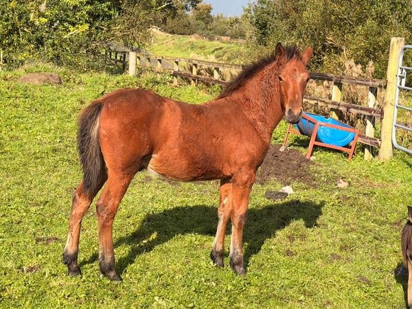 Big correct Colt foal. - Main image