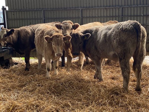 5 Super Charolais Heifer Weanlings - Main image