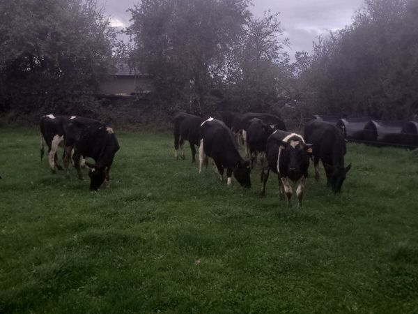 Friasian heifers - Main image