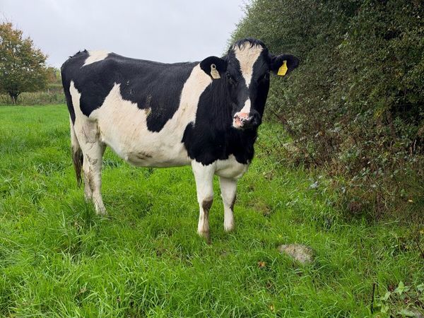 Friesian x Incalf  heifers - Main image