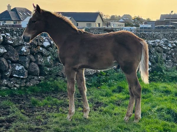 ⭐️Top Class TIH Colt Foal⭐️ - Main image