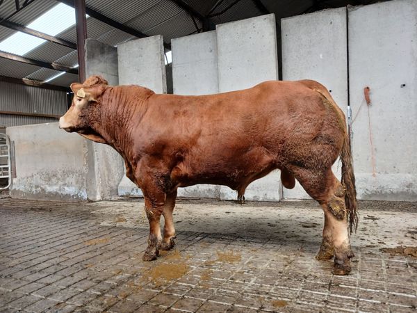 Pedigree Limousin Bull - Main image