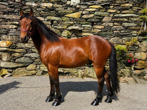 Connemara Gelding 4yo — Class 1 breeding - Main image