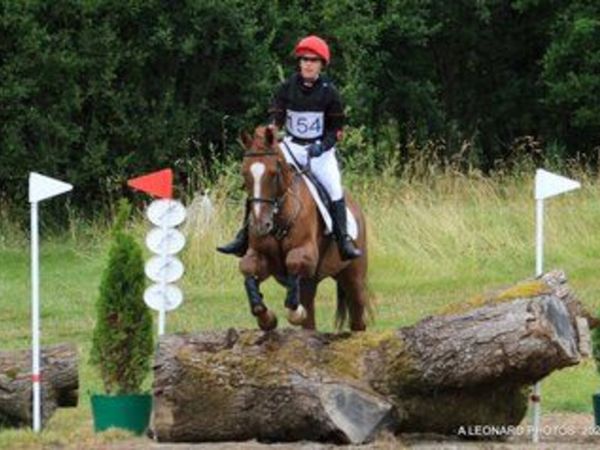 16hh Wonderful Chestnut Gelding - Main image
