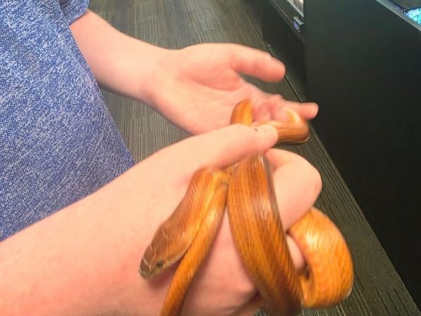 Corn Snake - Main image