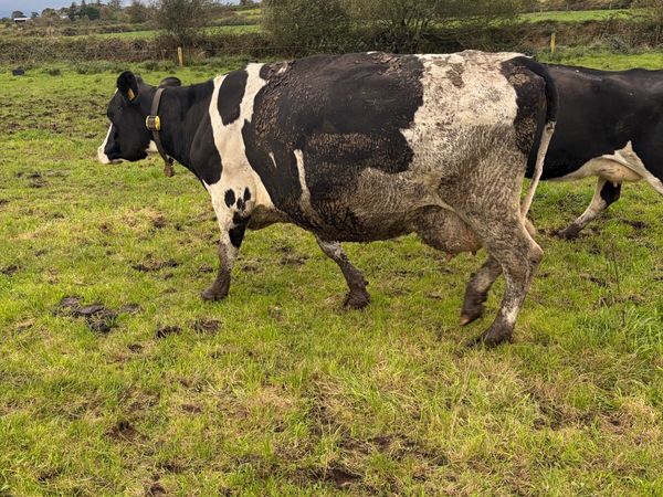 Empty and incalf cows - Main image