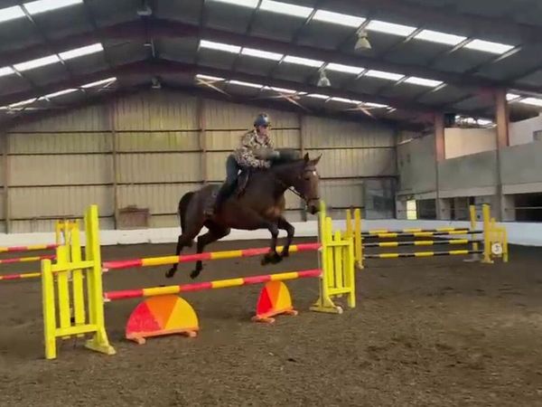 16.2hh Beautiful Bay Mare - Main image