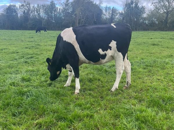 2 Fr Maiden heifers - Main image
