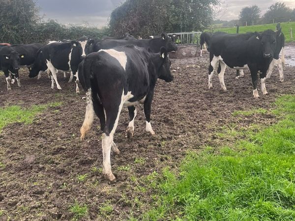 4 incalf heifers - Main image