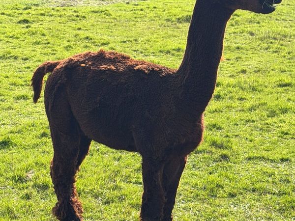Male Alpaca - Main image