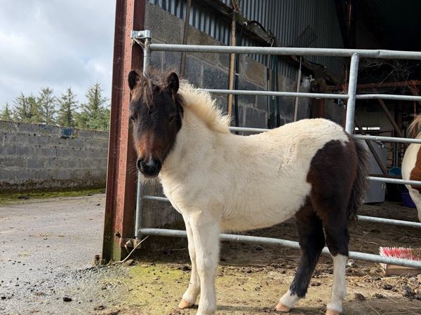 Shetland filly foal - Main image