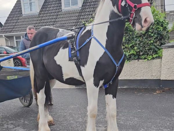 Horse Cob - Main image