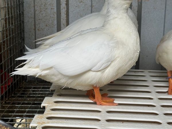 Call Ducks - Main image