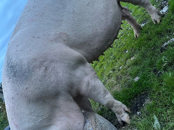 Landrace in pig sow - Main image